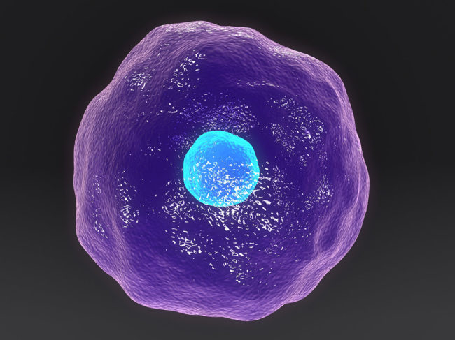 Cytotoxic T cell illustration