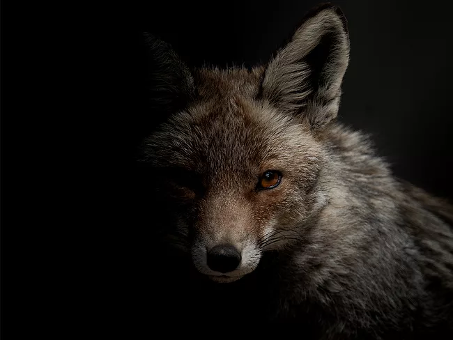 Photo of a red fox head in the shadows with a black background, 