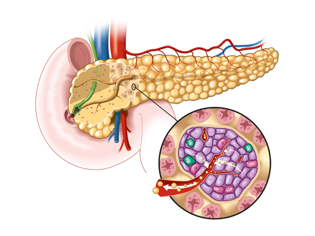 Illustration of pancreas, close up of islet