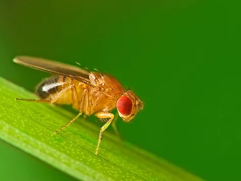 Drosophila melanogaster (fruit fly) on a blade of grass
