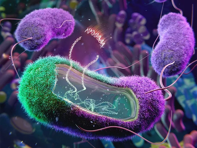 Illustration of E. coli with window showing DNA