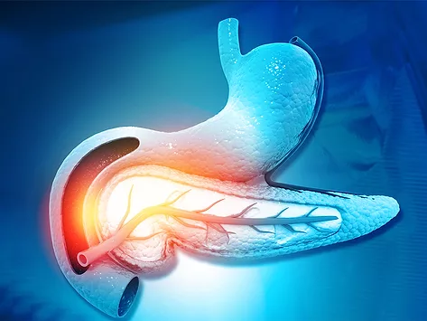 Endocrine metabolic pancreas anatomy illustration