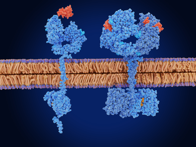 The epidermal growth factor receptor in the inactive (left) and active (right) form.