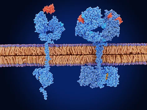 Epidermal growth factor receptor egfr
