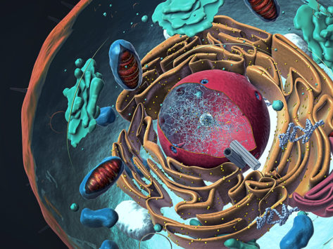 Eukaryotic cell nucleus organelles plasma membrane