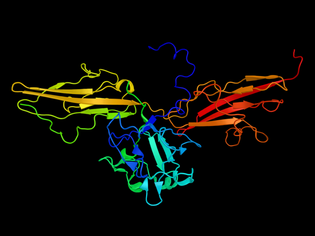 Protein structure illustration of fibroblast growth factor receptor 3.
