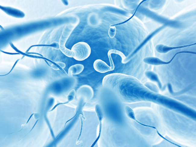 Illustration of sperm racing toward egg