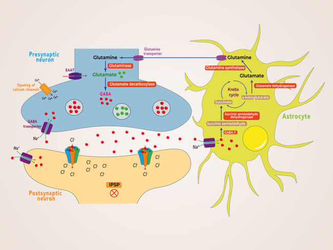 Scientific figure illustrating astrocytes and neuron synapse