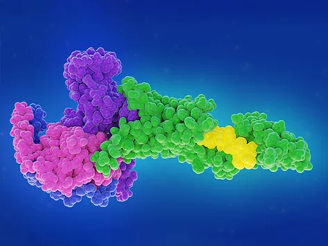 Glucagon-like peptide-1 receptor (GLP-1R) complex