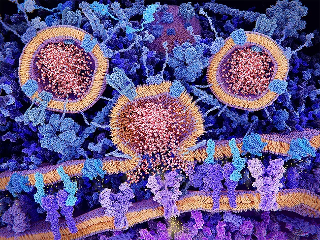 Excitatory synapse, glutamate binds to the NMDA receptor. Calcium ions (yellow) are transported through the postsynaptic membrane.