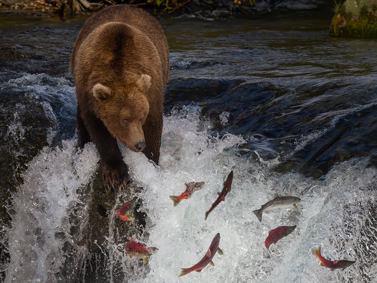 Grizzly bear hunting salmon in river