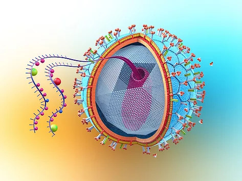 Hiv cross section 3d virus
