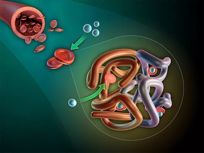 Illustration of hemoglobin structure