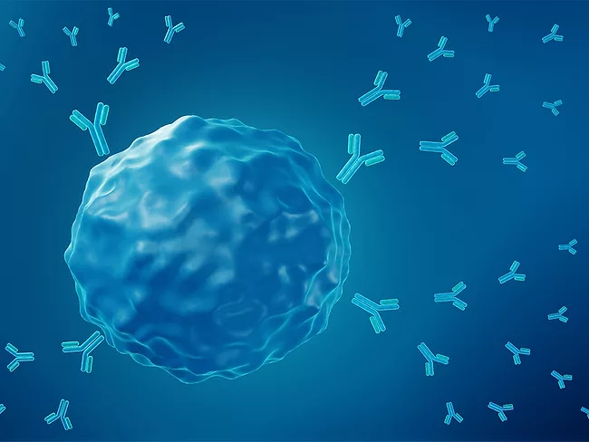 Illustration of B cell releasing antibodies