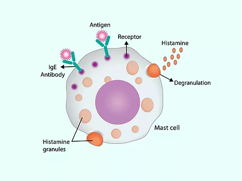 Immune mast cell ige histamine antigen allergy