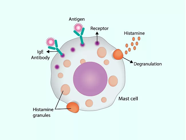 Illustration of mast cell demonstrating allergy response