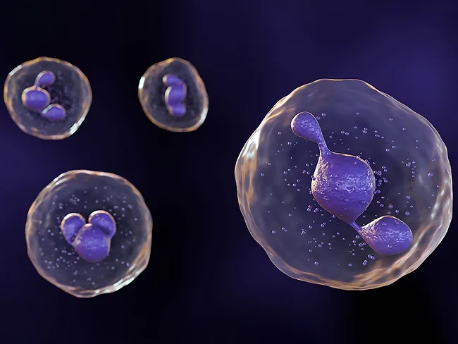 3D illustration of neutrophils