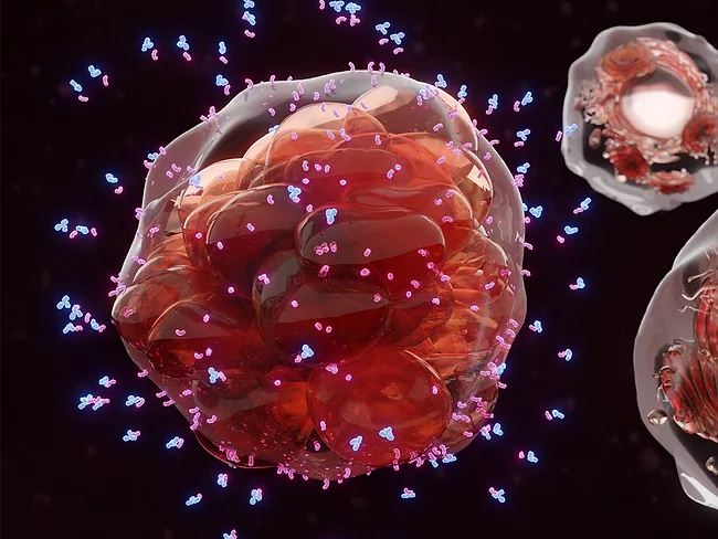 Antibodies surrounding cancer cell