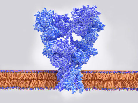 The AMPA glutamate receptor in the inactivated form