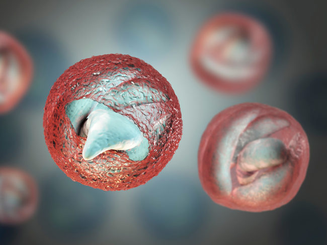 3D illustration of Cryptosporidium oocysts releasing sporozoites