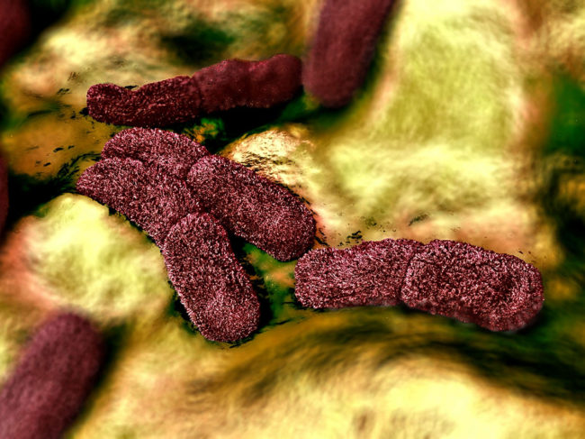 3D illustration of Yersinia pestis bacteria