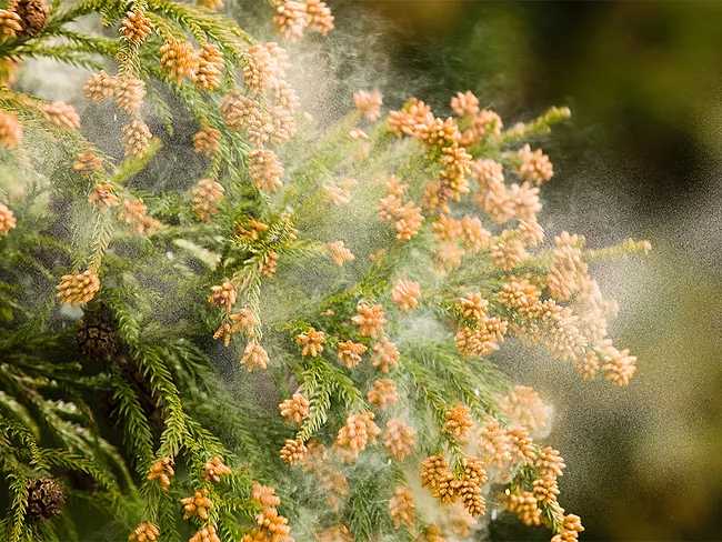 Photo of pollen cloud from cedar tree