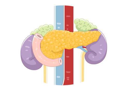 Illustration of pancreas and kidney organs