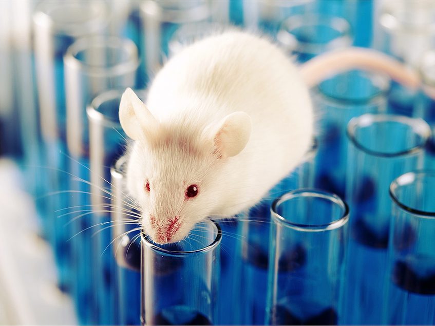 FDA, NIH mark milestones toward reducing animal testing