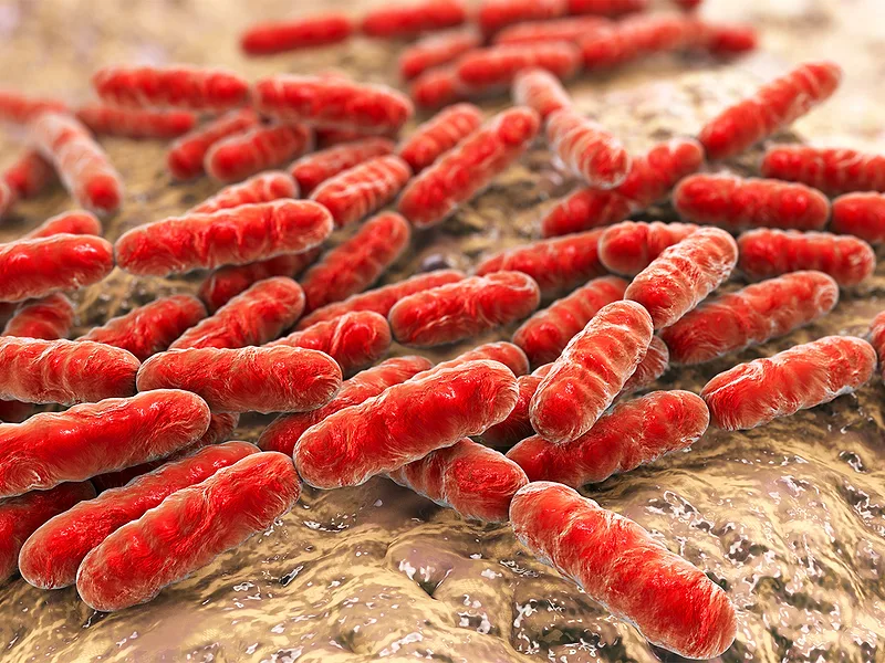 glp-1 antidepressant Microbiota modulates the antidepressant effects of GLP-1 analogues