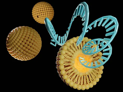Liposomes rna delivery 3d
