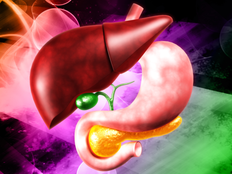 Illustration of the liver, gallbladder, stomach, and pancreas