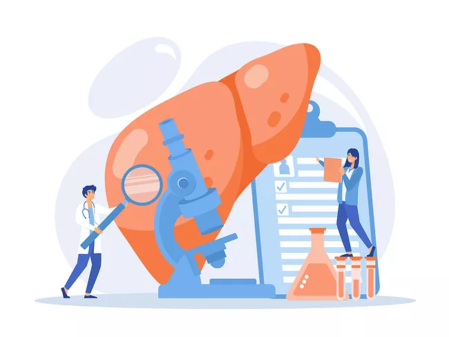 Illustration of doctors examining a liver with magnifier and microscope