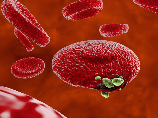 Release of malaria parasites from red blood cell