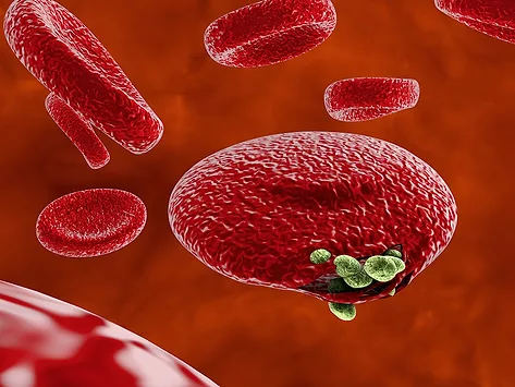 Malaria red blood cell parasite release