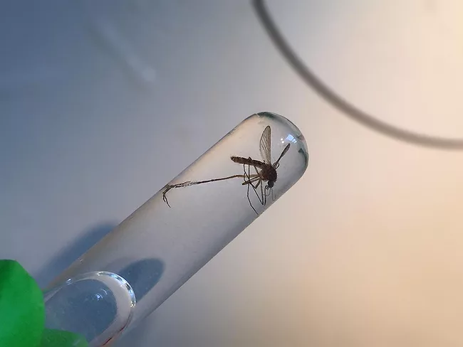 Mosquito in a test tube.