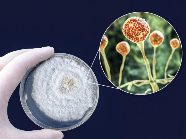 Colony of Mucorales grown on petri dish with microscopic illustration