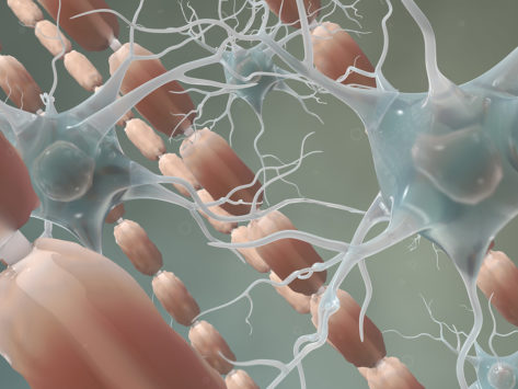 Myelin sheath and neurons in the brain