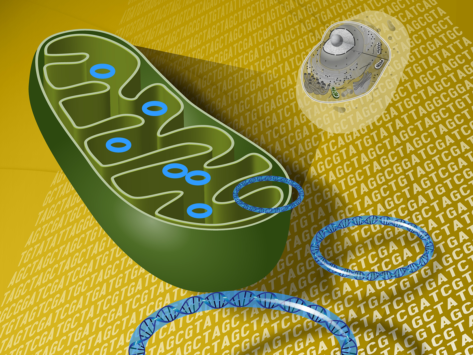 Concept art for Mitochondrial DNA.