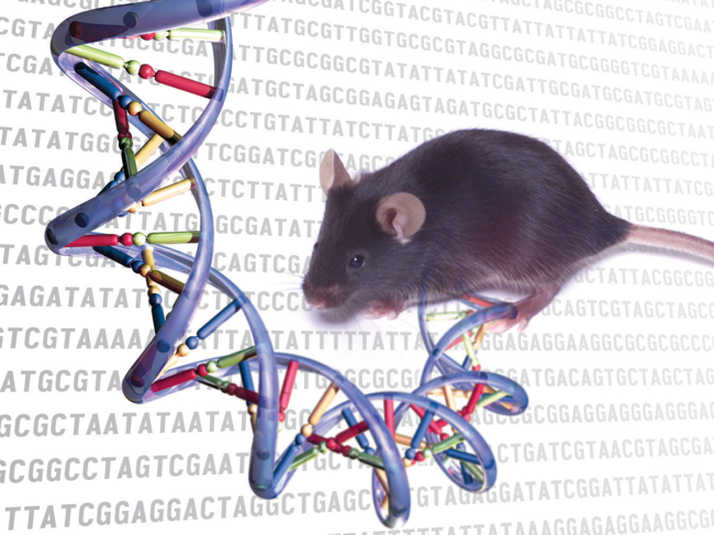 Mouse genome/DNA sequencing concept art.