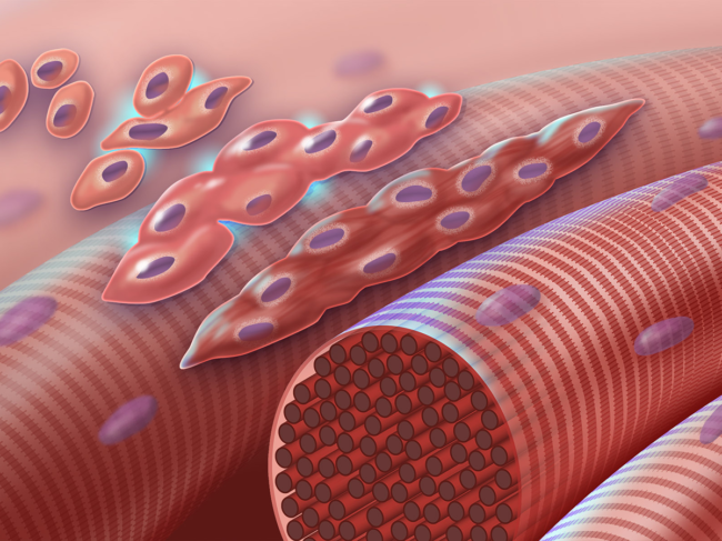 Illustration of muscle cells undergoing myogenesis.
