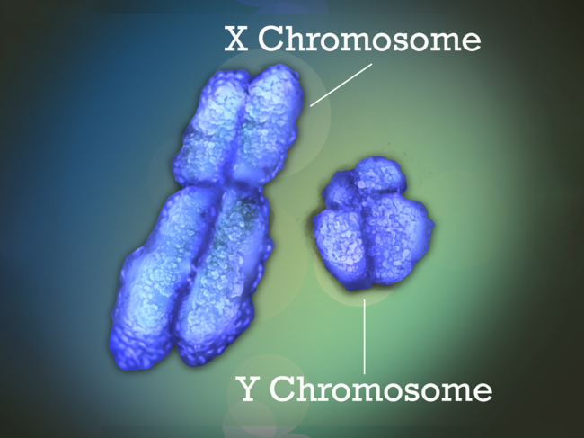 Image of X and Y chromosomes.