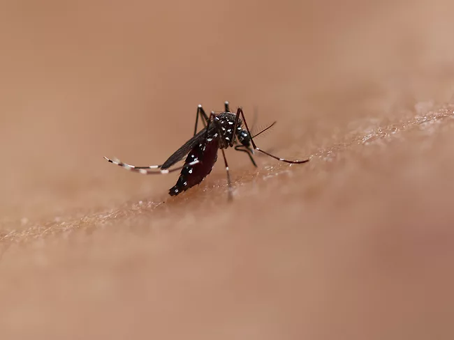 Closeup of Aedes mosquito on skin. 