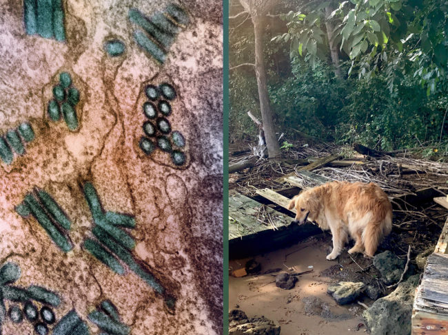 Colorized transmission electron micrograph of rabies virus particles (teal) next to an image of a lone wandering dog.