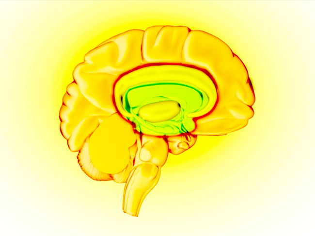 Illustration highlighting the brain's reward circuit.