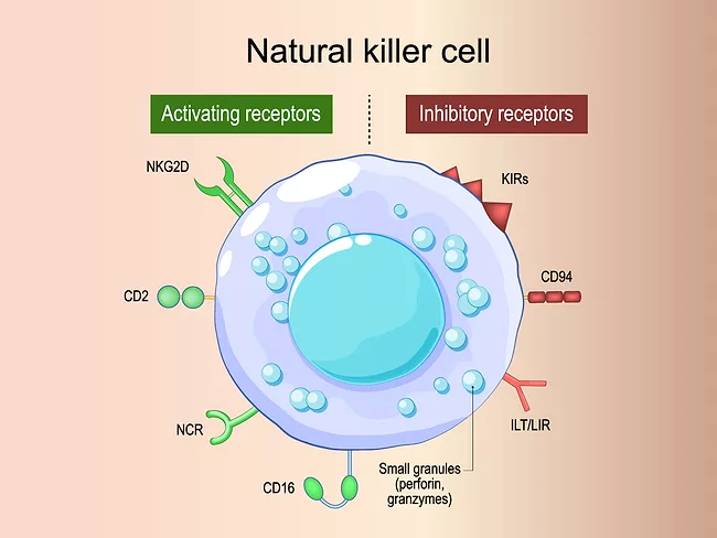 Illustrated diagram showing the various receptors of a natural killer cell