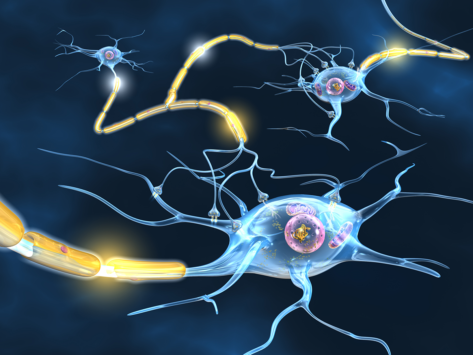 Nerve cells myelin