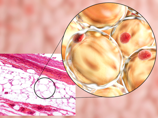 Light micrograph and 3D illustration of adipose tissue. 