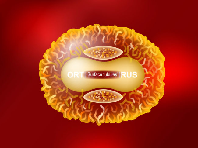 Orthopoxvirus illustration