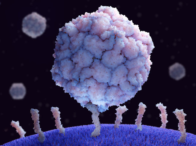 Poliovirus binding to its receptor CD155 on a human cell