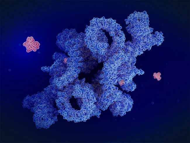 Illustration of rapamycin inhibiting mTORC1